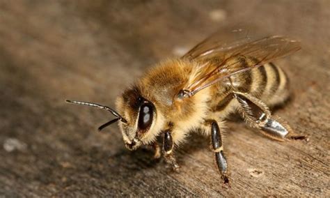 Взаимодействие с пчелами