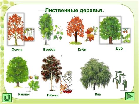 Выбор видов деревьев и сезон для посадки