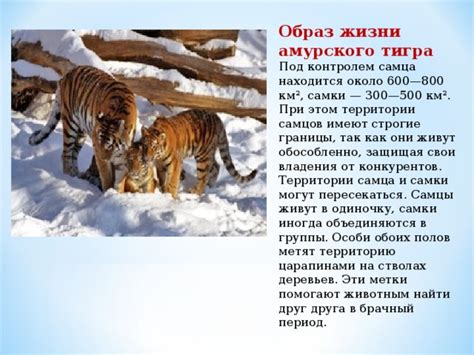 Защитите тигра и его территорию от врагов