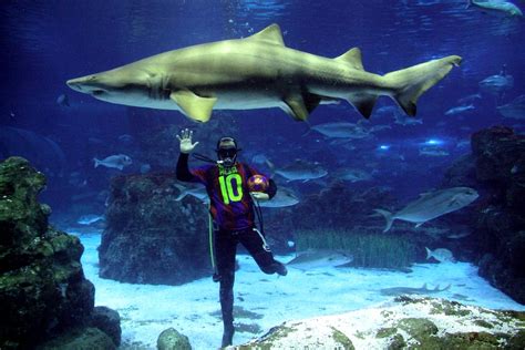 Как обучиться общению с акулами