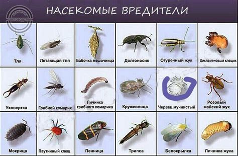 Наличие насекомых
