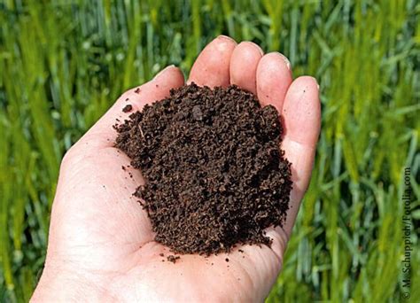 Подготовка почвы и посев: основные моменты