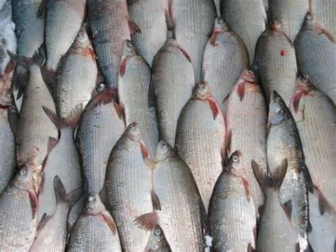 Продажа рыбы: где получить выгодную цену