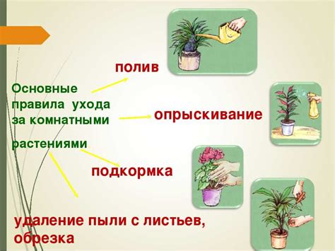 Рекомендации по уходу за растениями и сбору урожая