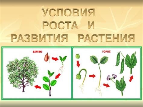 Установка растений на грядку и создание условий для их роста