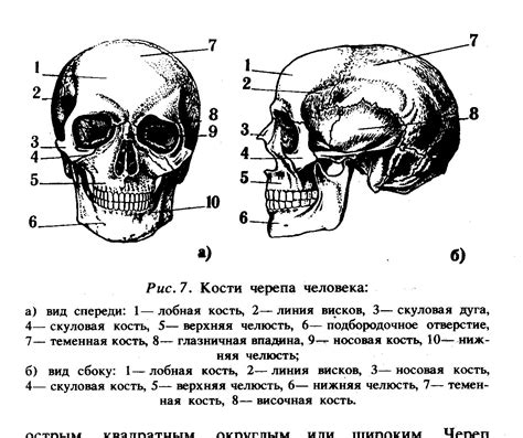 Что такое черепа стервятников?