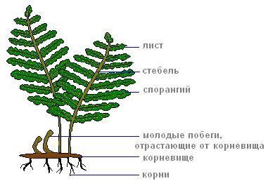 Шедимен: внешний вид и особенности