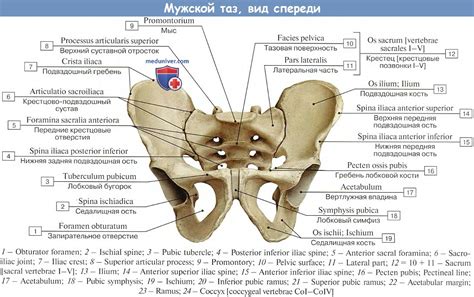 Ширина основания кости таза