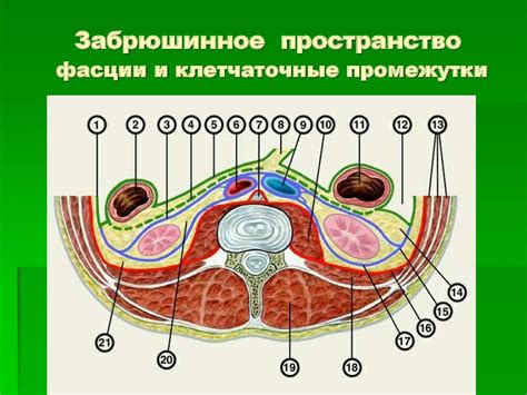 Ширина поясничной области